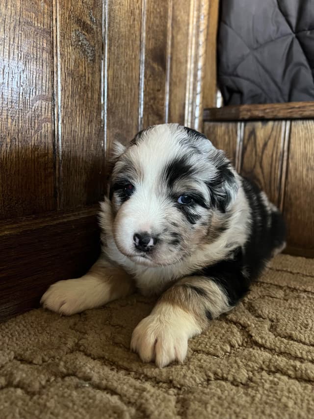 Australian Shepherd Puppies media 8