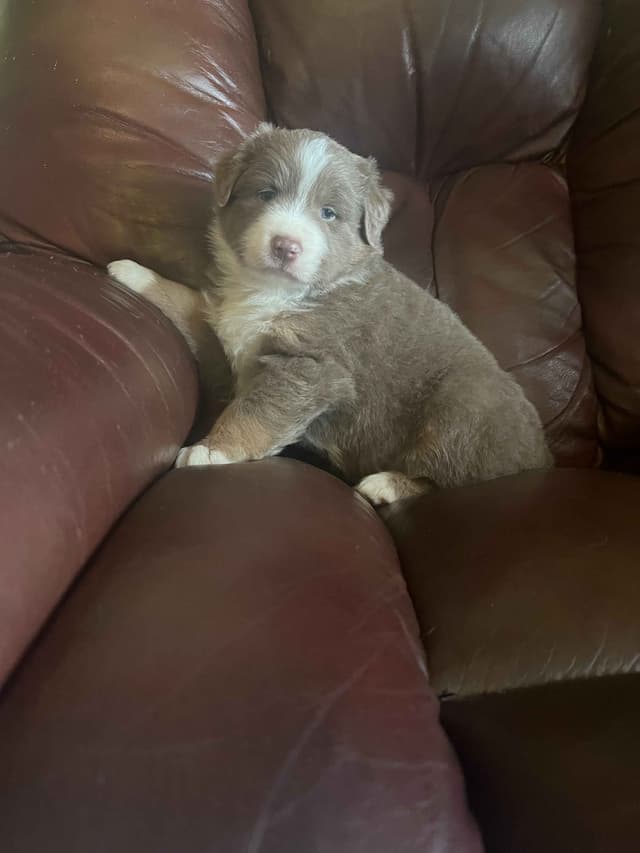 Australian Shepherd Puppies media 9
