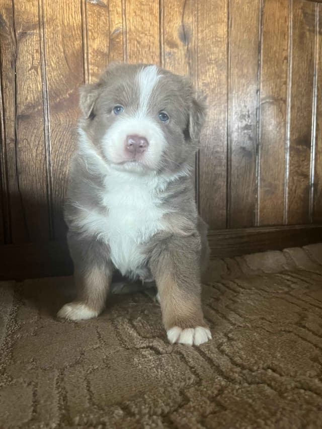 Australian Shepherd Puppies media 10