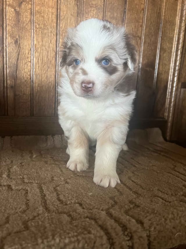 Australian Shepherd Puppies media 11