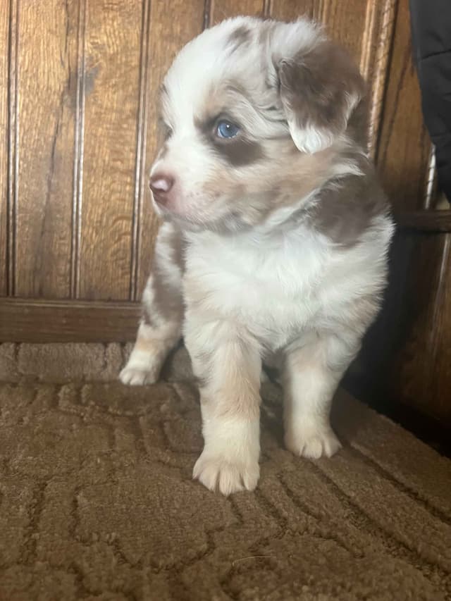 Australian Shepherd Puppies media 12