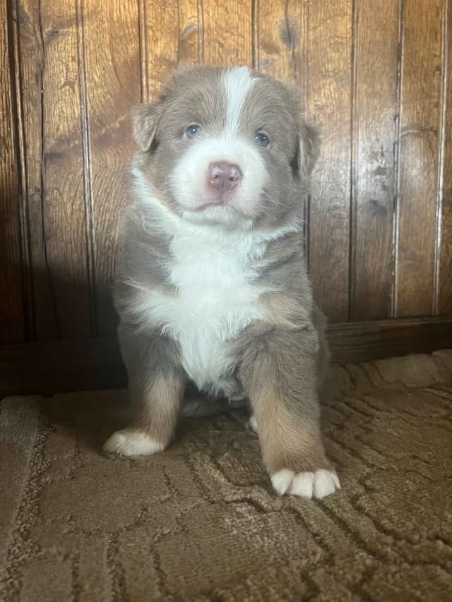 Australian Shepherd Puppies media 13