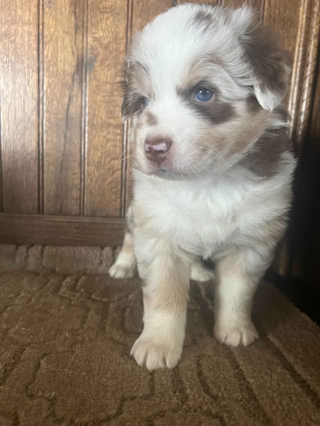 Australian Shepherd Puppies media 14