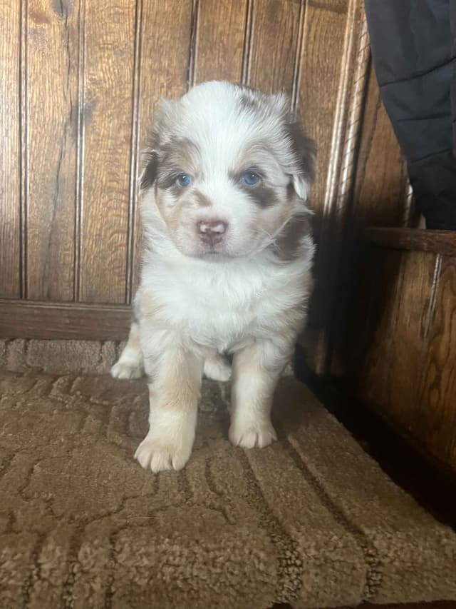 Australian Shepherd Puppies media 15