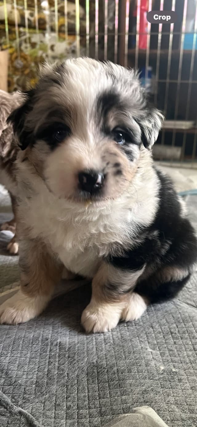 Australian Shepherd Puppies media 16