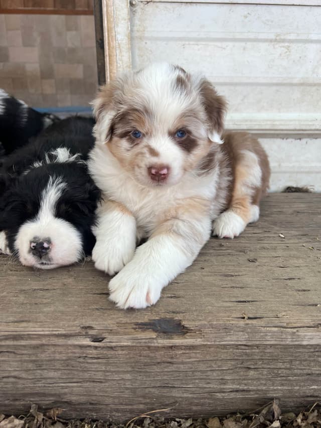 Australian Shepherd Puppies media 17