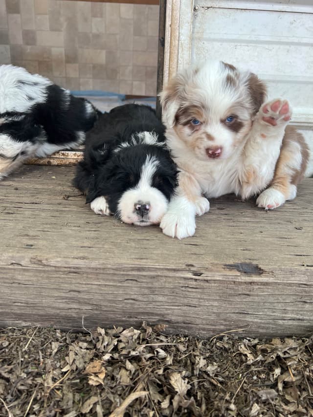 Australian Shepherd Puppies media 18