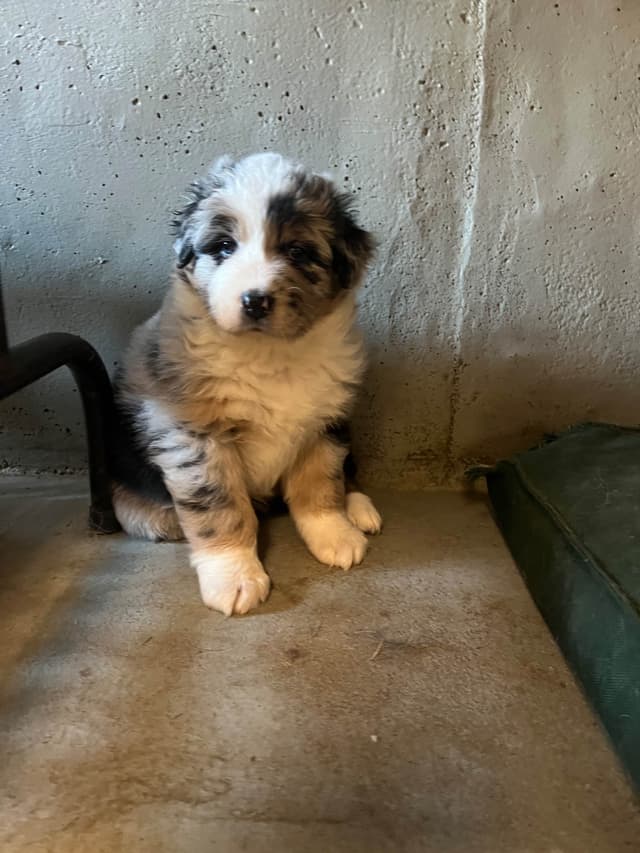 Australian Shepherd Puppies media 19