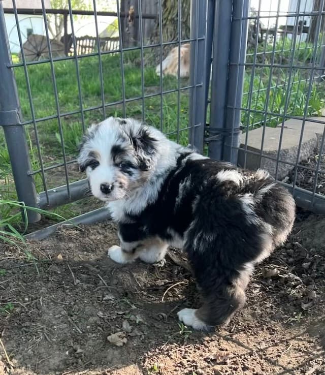 Australian Shepherd Puppies media 20