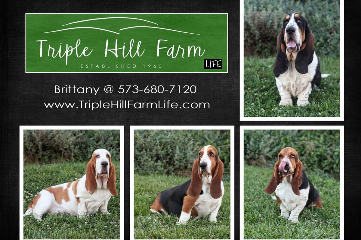 Basset Hound Puppies- health tested & Basset Hound standards priority breeder image 1
