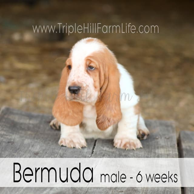 Basset Hound Puppies- health tested & Basset Hound standards priority media 2