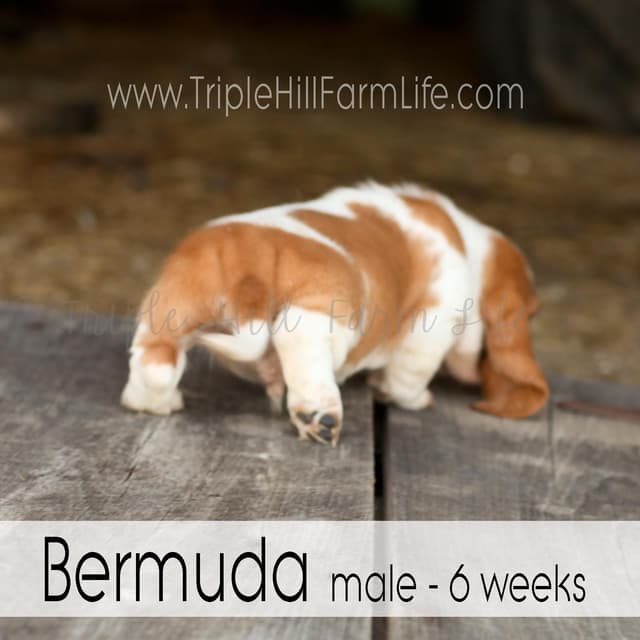 Basset Hound Puppies- health tested & Basset Hound standards priority media 3