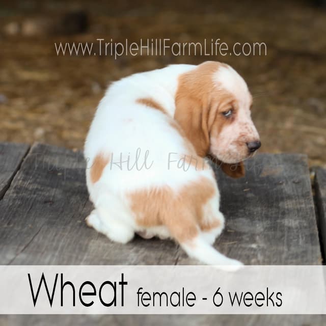Basset Hound Puppies- health tested & Basset Hound standards priority media 4
