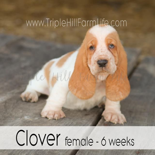 Basset Hound Puppies- health tested & Basset Hound standards priority media 5