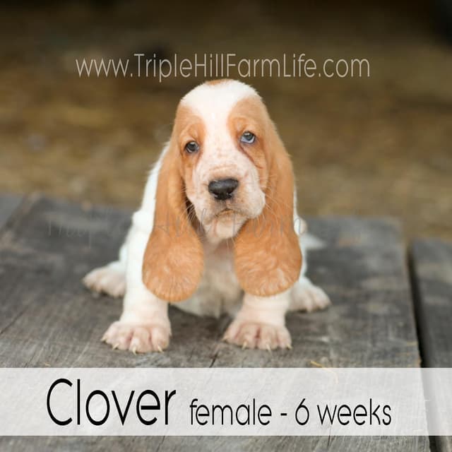 Basset Hound Puppies- health tested & Basset Hound standards priority media 7