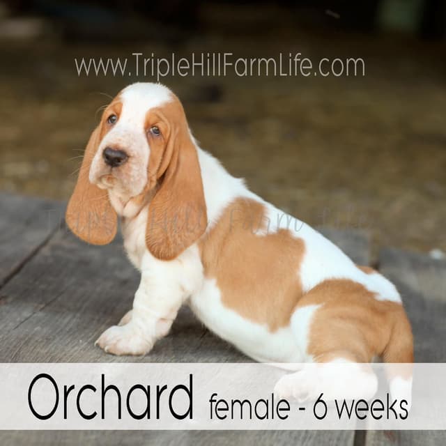 Basset Hound Puppies- health tested & Basset Hound standards priority media 8