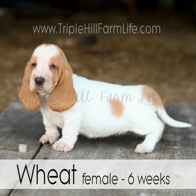 Basset Hound Puppies- health tested & Basset Hound standards priority media 9