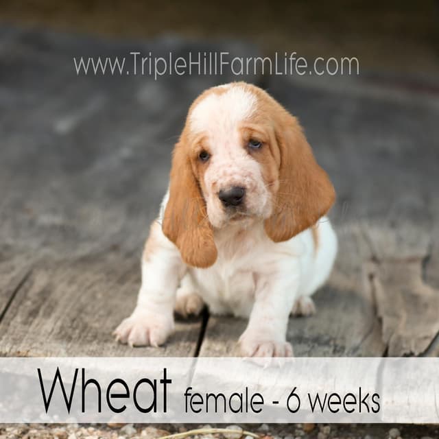 Basset Hound Puppies- health tested & Basset Hound standards priority media 10