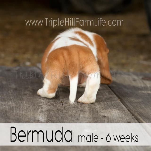 Basset Hound Puppies- health tested & Basset Hound standards priority media 14