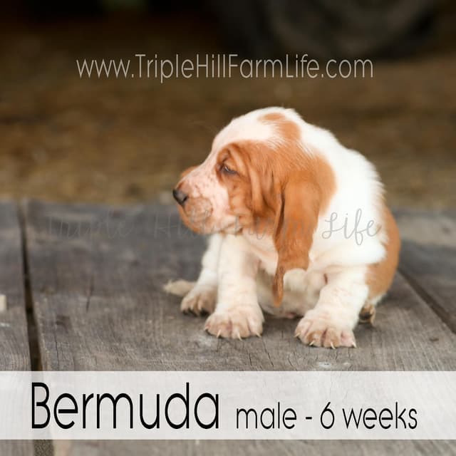 Basset Hound Puppies- health tested & Basset Hound standards priority media 16