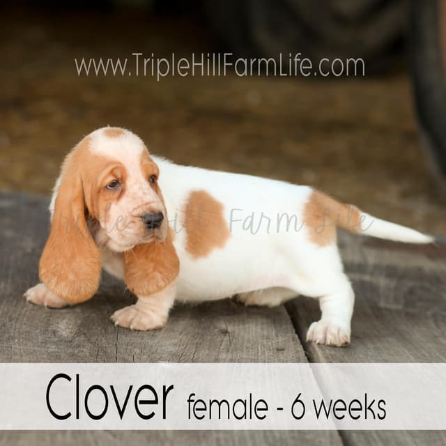 Basset Hound Puppies- health tested & Basset Hound standards priority media 13