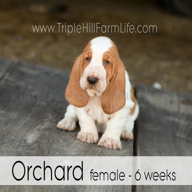 Basset Hound Puppies- health tested & Basset Hound standards priority media 12