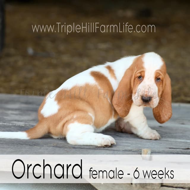 Basset Hound Puppies- health tested & Basset Hound standards priority media 15