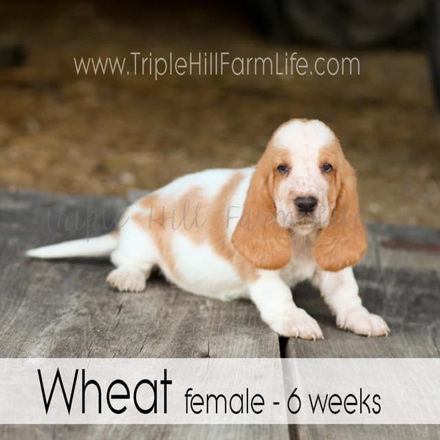 Basset Hound Puppies- health tested & Basset Hound standards priority media 17