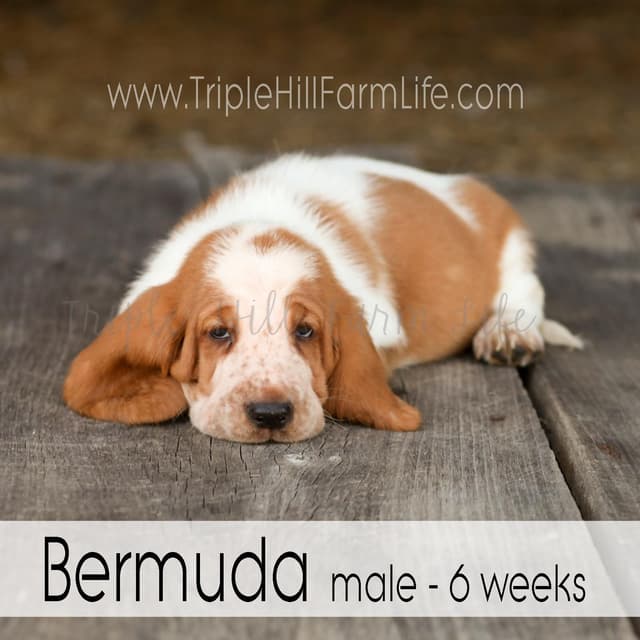 Basset Hound Puppies- health tested & Basset Hound standards priority media 18