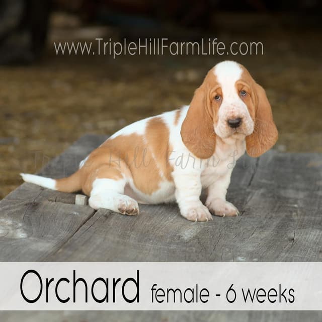 Basset Hound Puppies- health tested & Basset Hound standards priority media 20