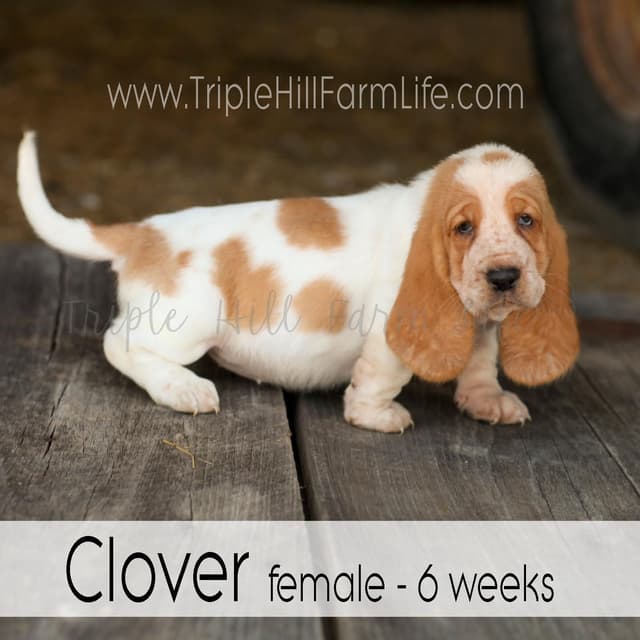 Basset Hound Puppies- health tested & Basset Hound standards priority media 24