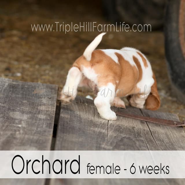 Basset Hound Puppies- health tested & Basset Hound standards priority media 22