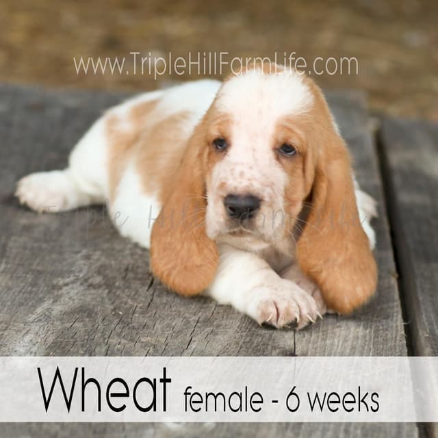 Basset Hound Puppies- health tested & Basset Hound standards priority media 25