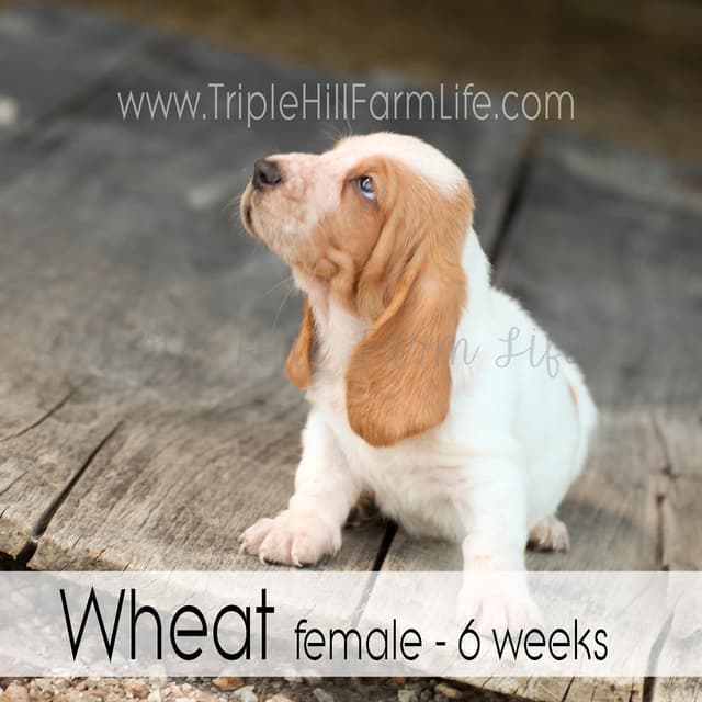 Basset Hound Puppies- health tested & Basset Hound standards priority media 21