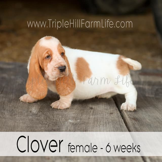 Basset Hound Puppies- health tested & Basset Hound standards priority media 23
