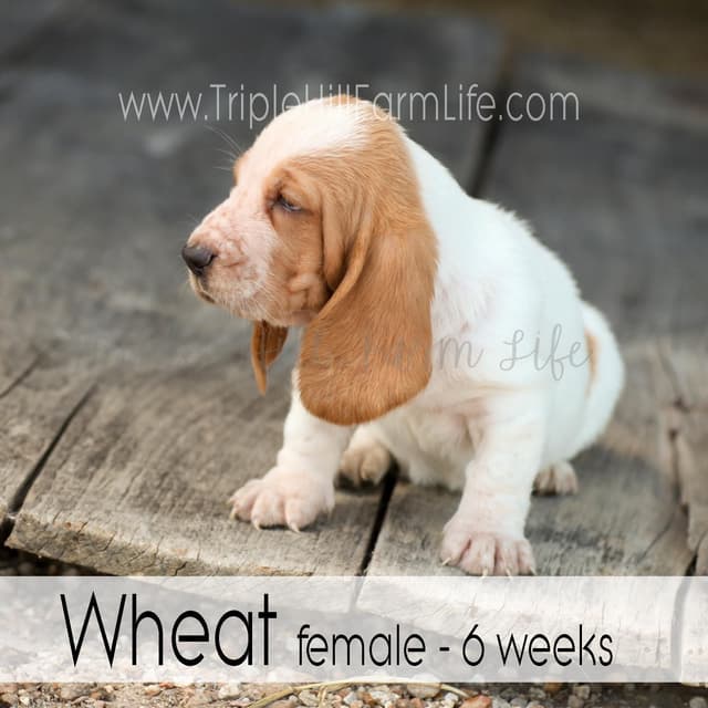 Basset Hound Puppies- health tested & Basset Hound standards priority media 26