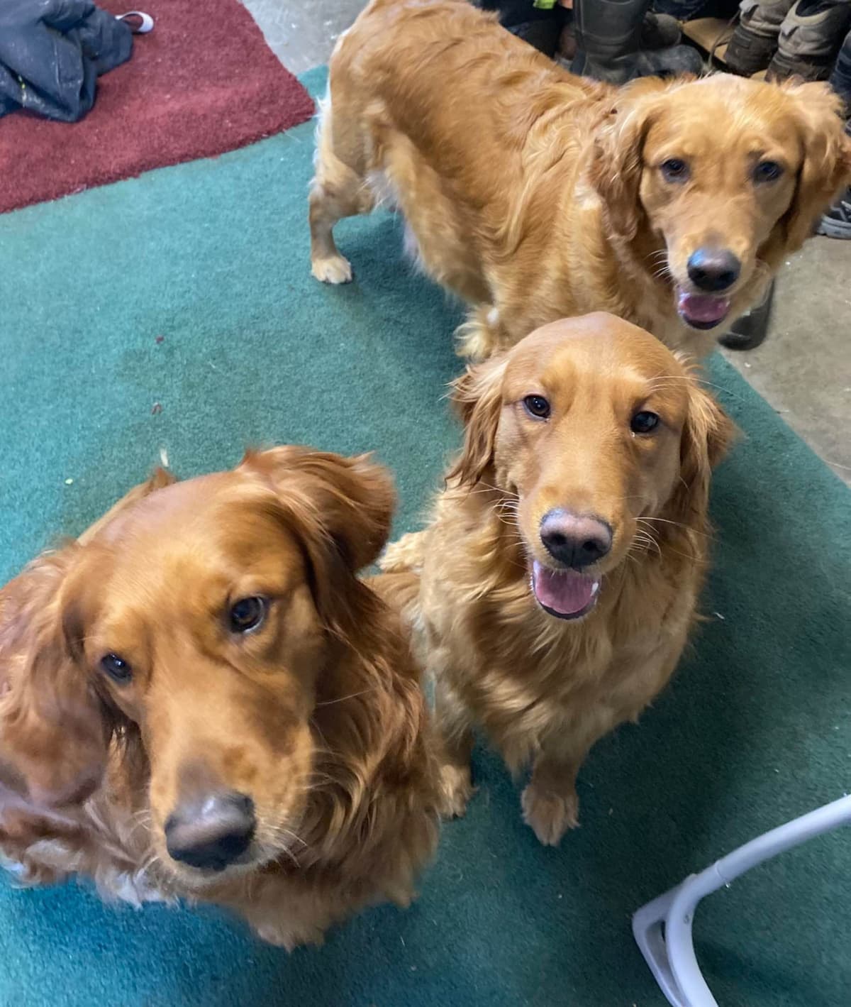 Golden Retriever Puppies breeder image 1
