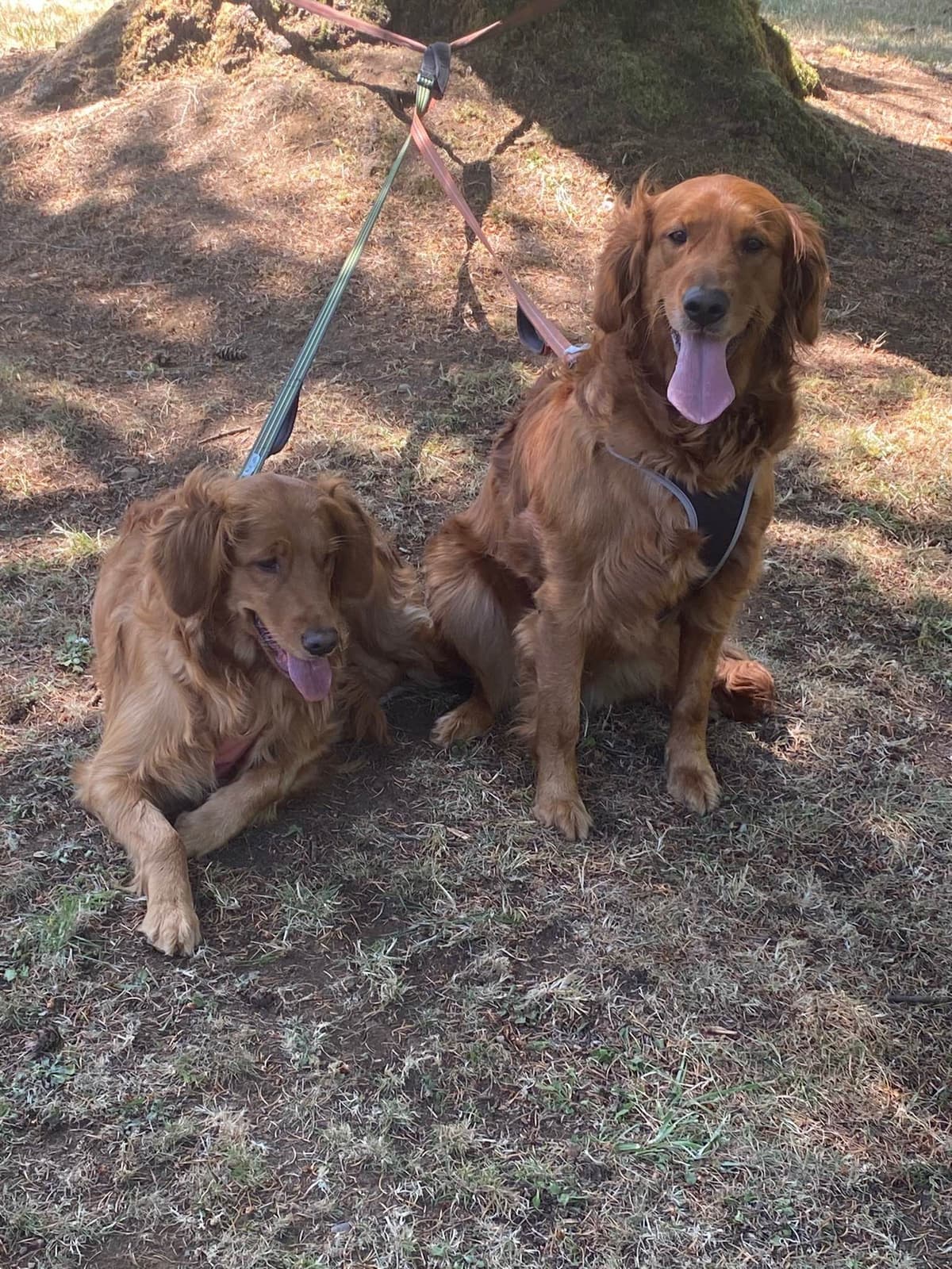 Golden Retriever Puppies breeder image 2