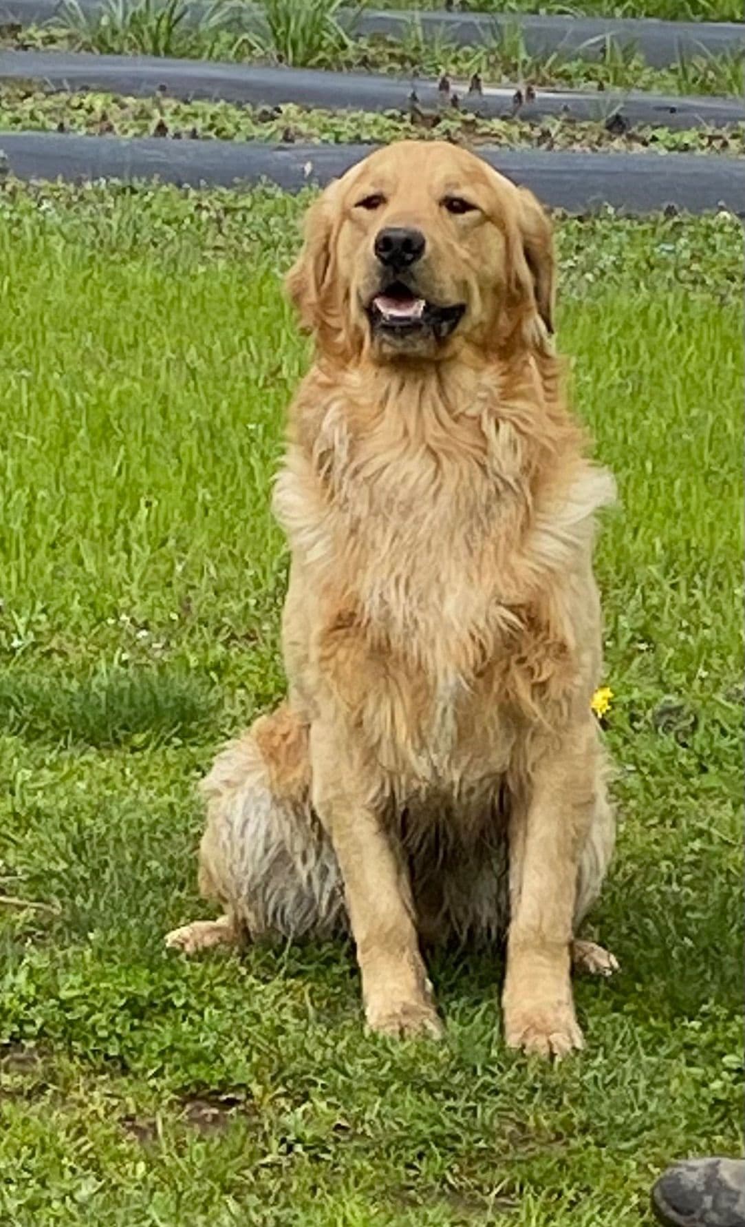 Golden Retriever Puppies breeder image 3