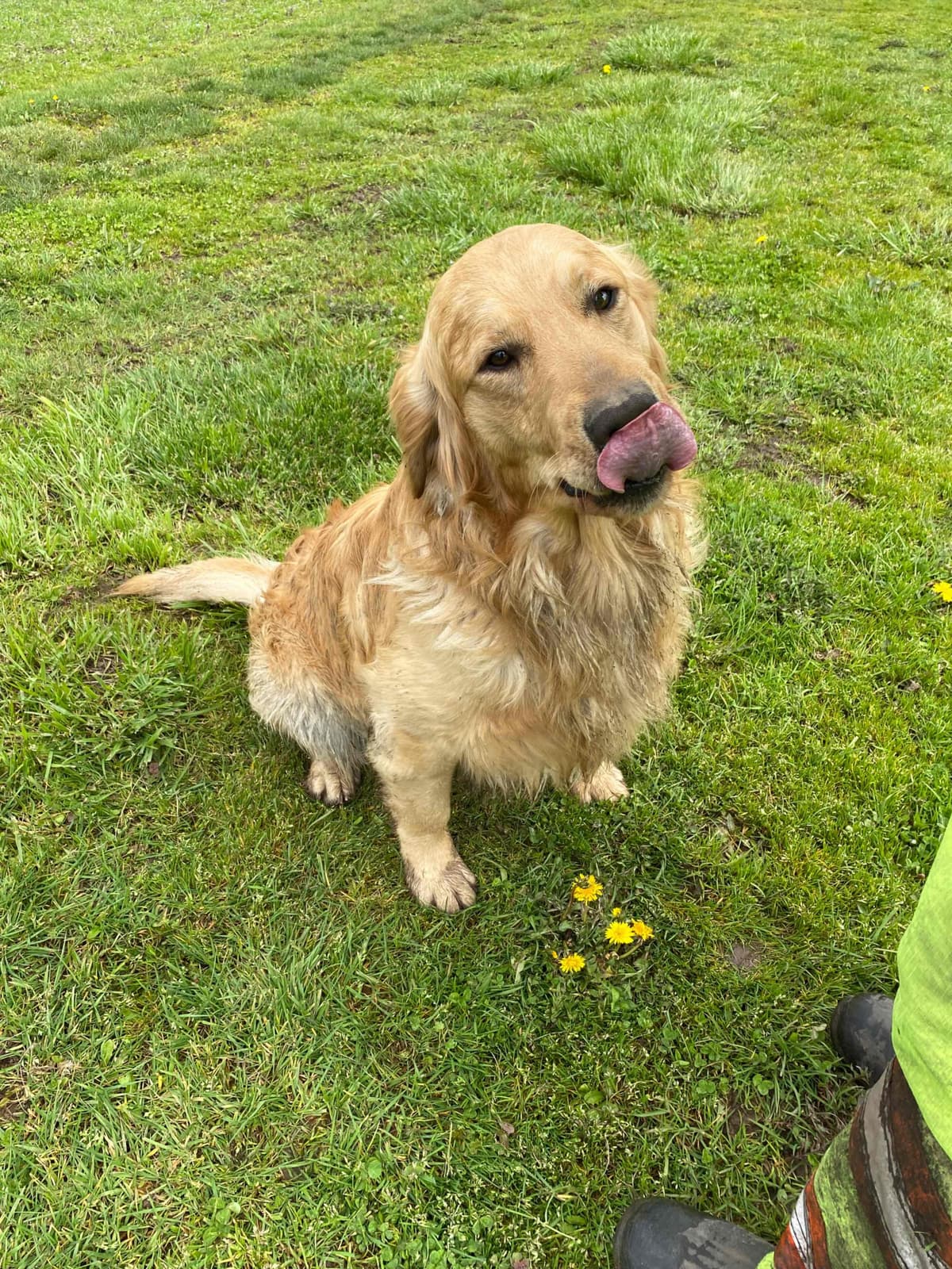 Golden Retriever Puppies breeder image 5