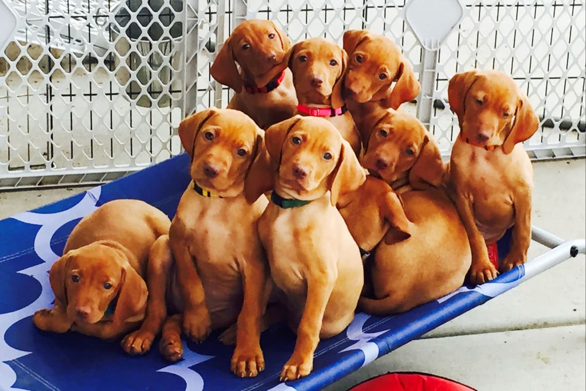 Vizsla Puppies breeder image 1