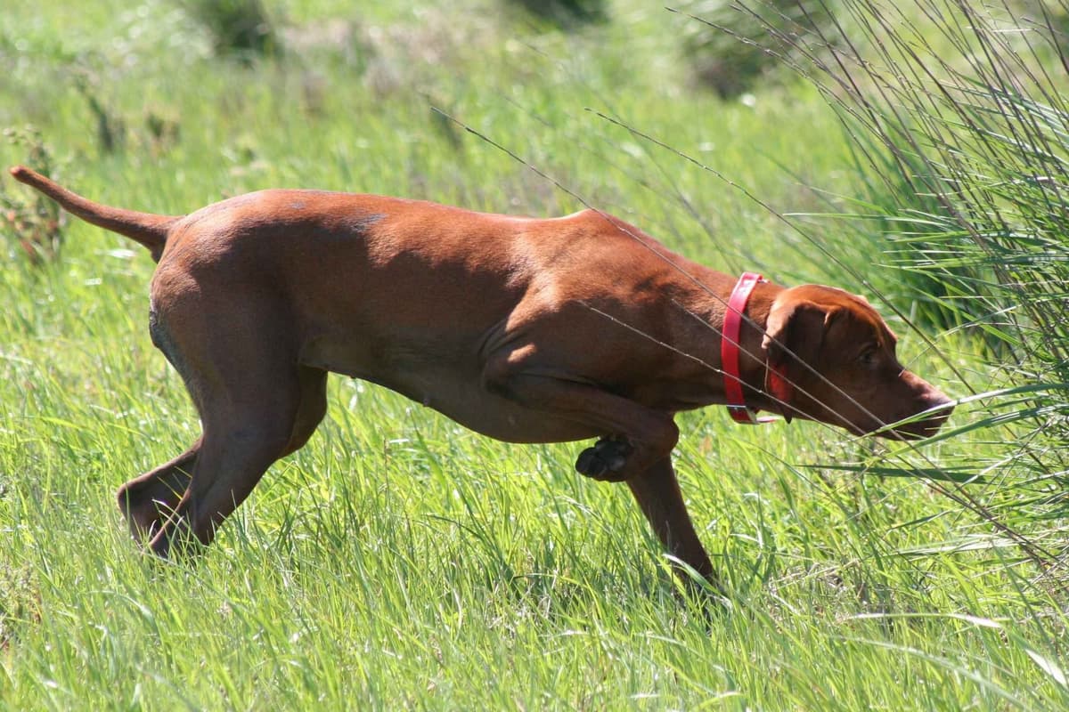 Vizsla Puppies breeder image 2
