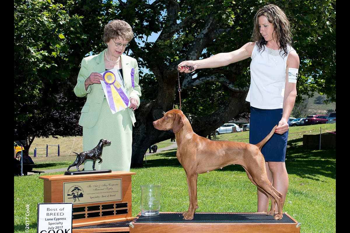 Vizsla Puppies breeder image 3