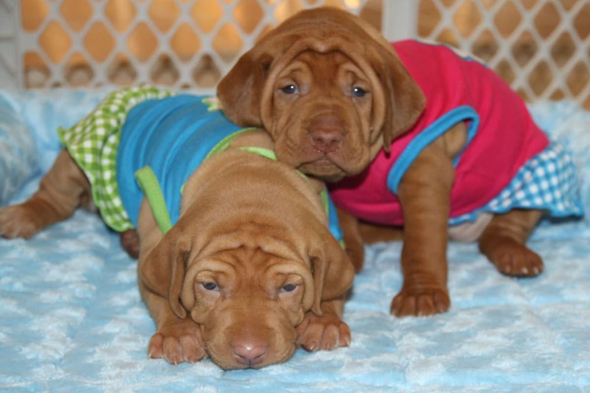 Vizsla Puppies breeder image 5