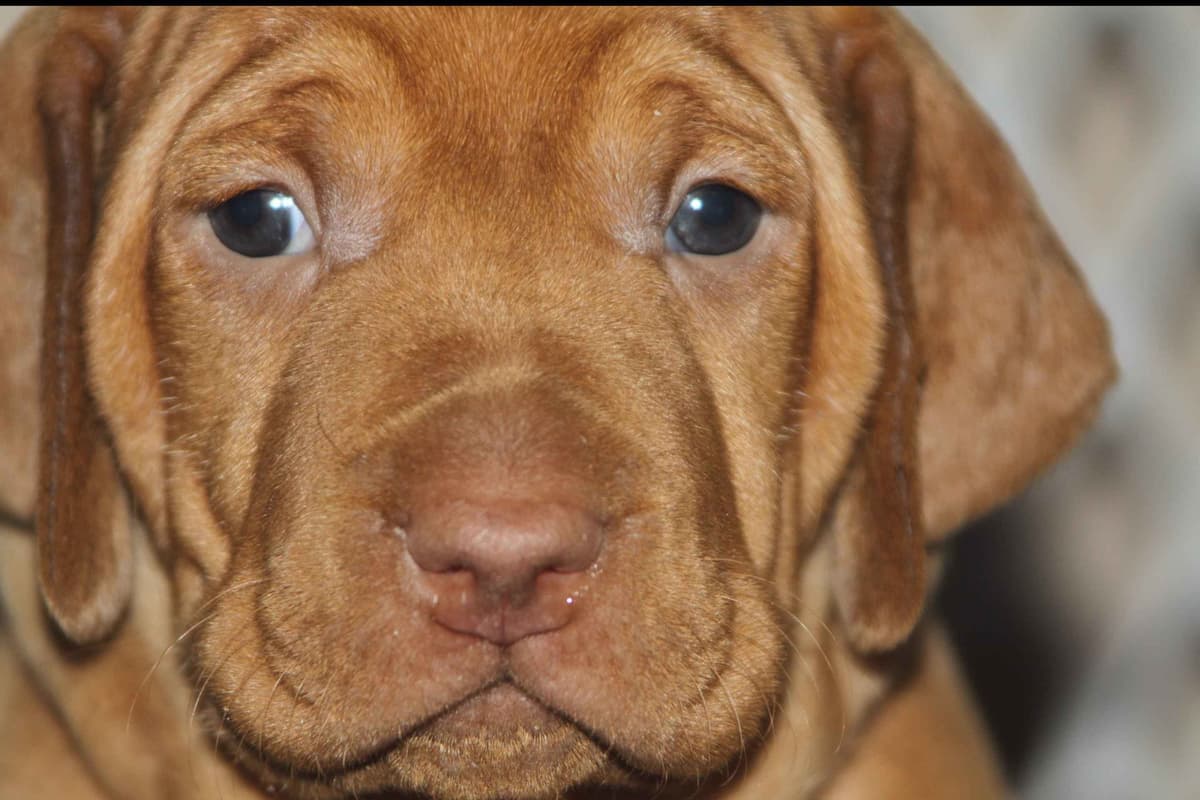 Vizsla Puppies breeder image 6