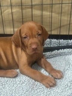 Vizsla Puppies media 3