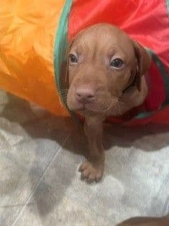 Vizsla Puppies media 4