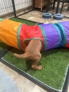 Vizsla Puppies media 5