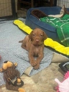 Vizsla Puppies media 7