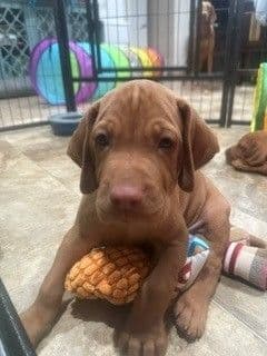Vizsla Puppies media 6